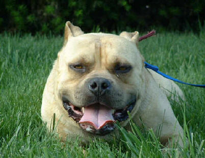 Dog Featured Image