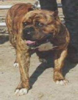Dog Featured Image