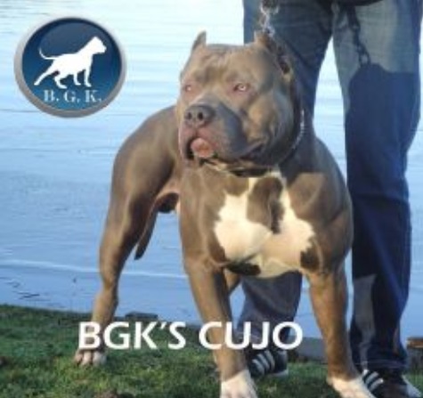 Dog Featured Image