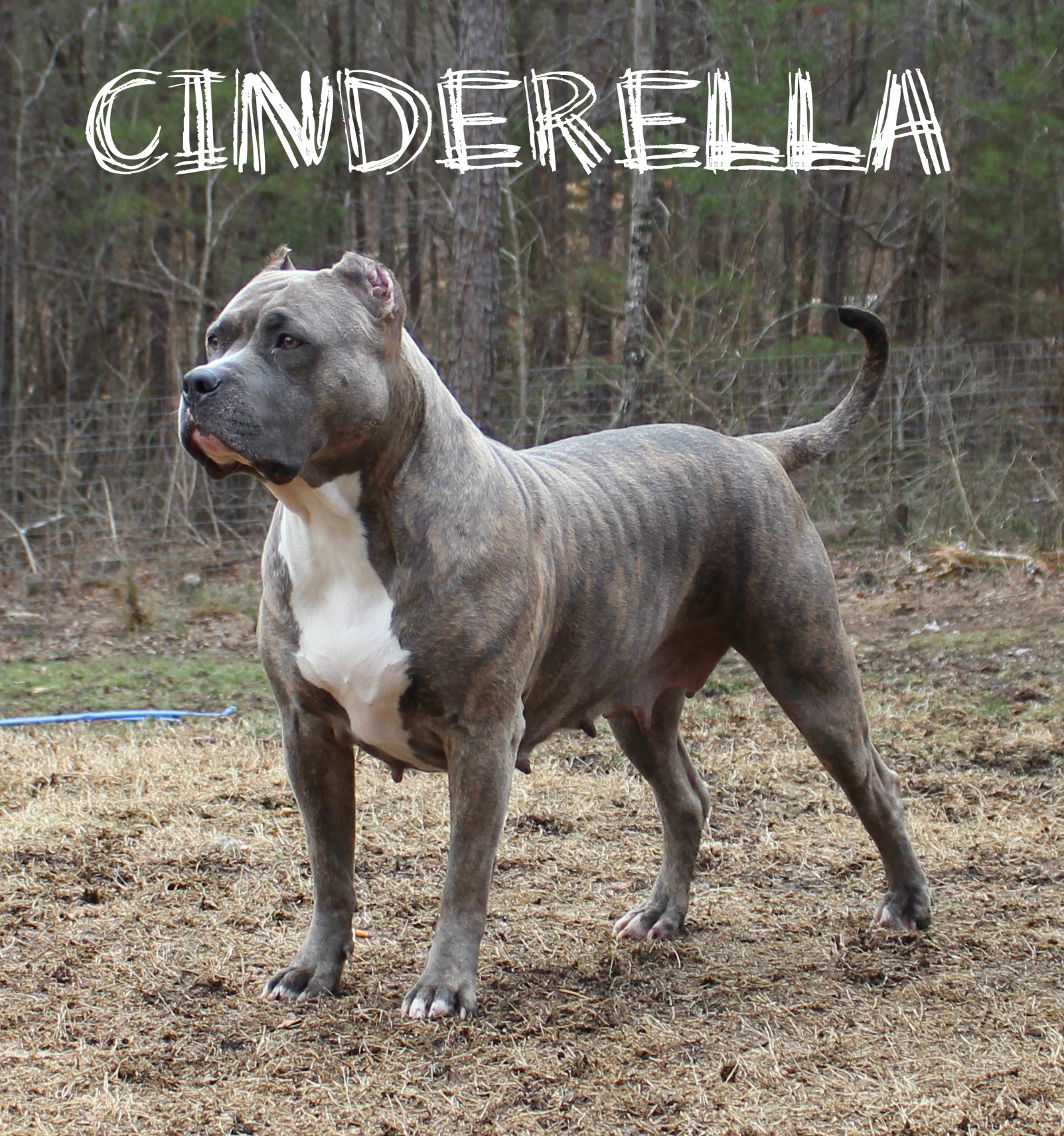 silver brindle pitbull