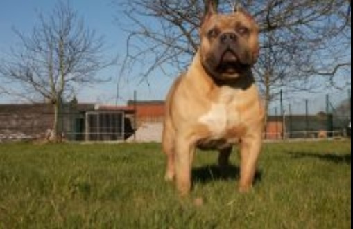 Dog Featured Image