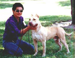 Dog Featured Image