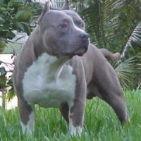 FLA SUNSHINE’S SENOR CIRUS