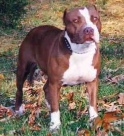 Dog Featured Image