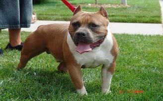 Dog Featured Image