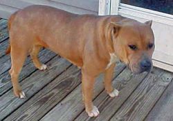 Dog Featured Image