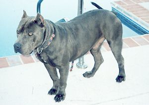 Dog Featured Image