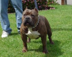 Dog Featured Image