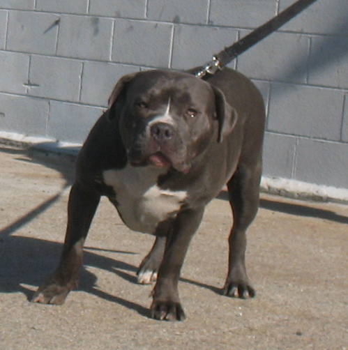 Dog Featured Image