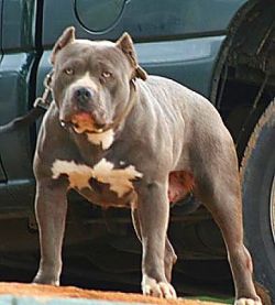 Dog Featured Image