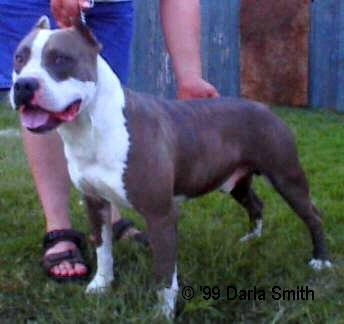 Dog Featured Image