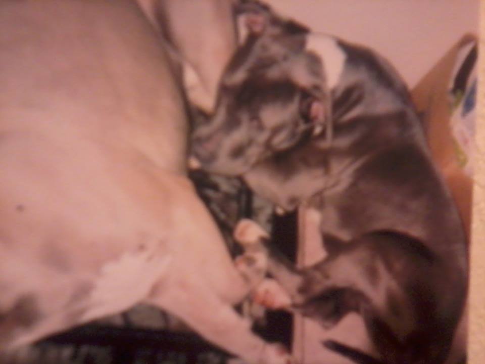 Dog Featured Image