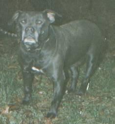 Dog Featured Image