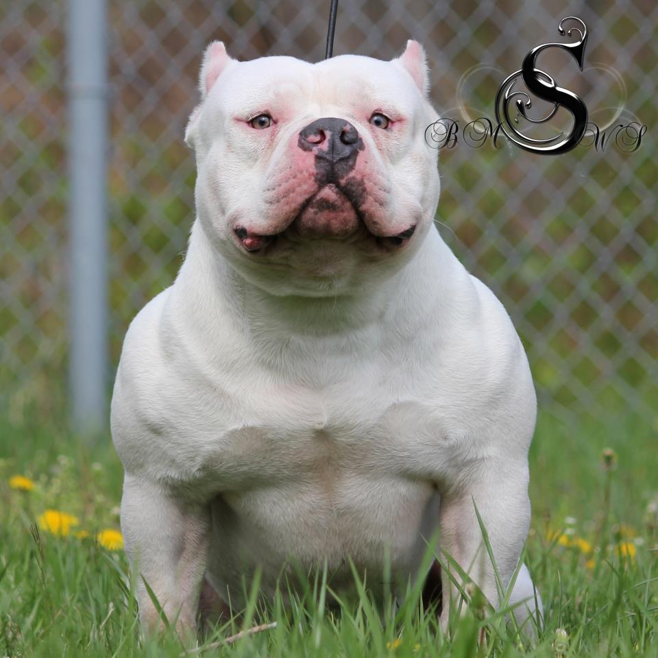 Dog Featured Image