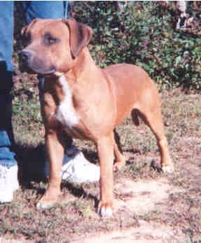 Dog Featured Image