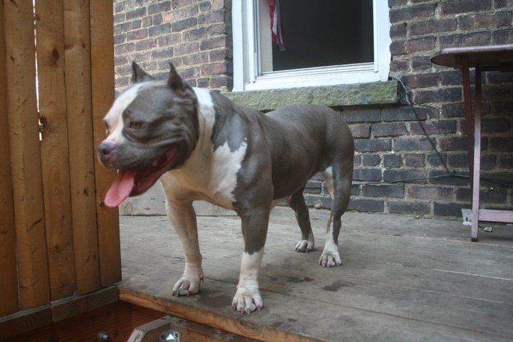 Dog Featured Image