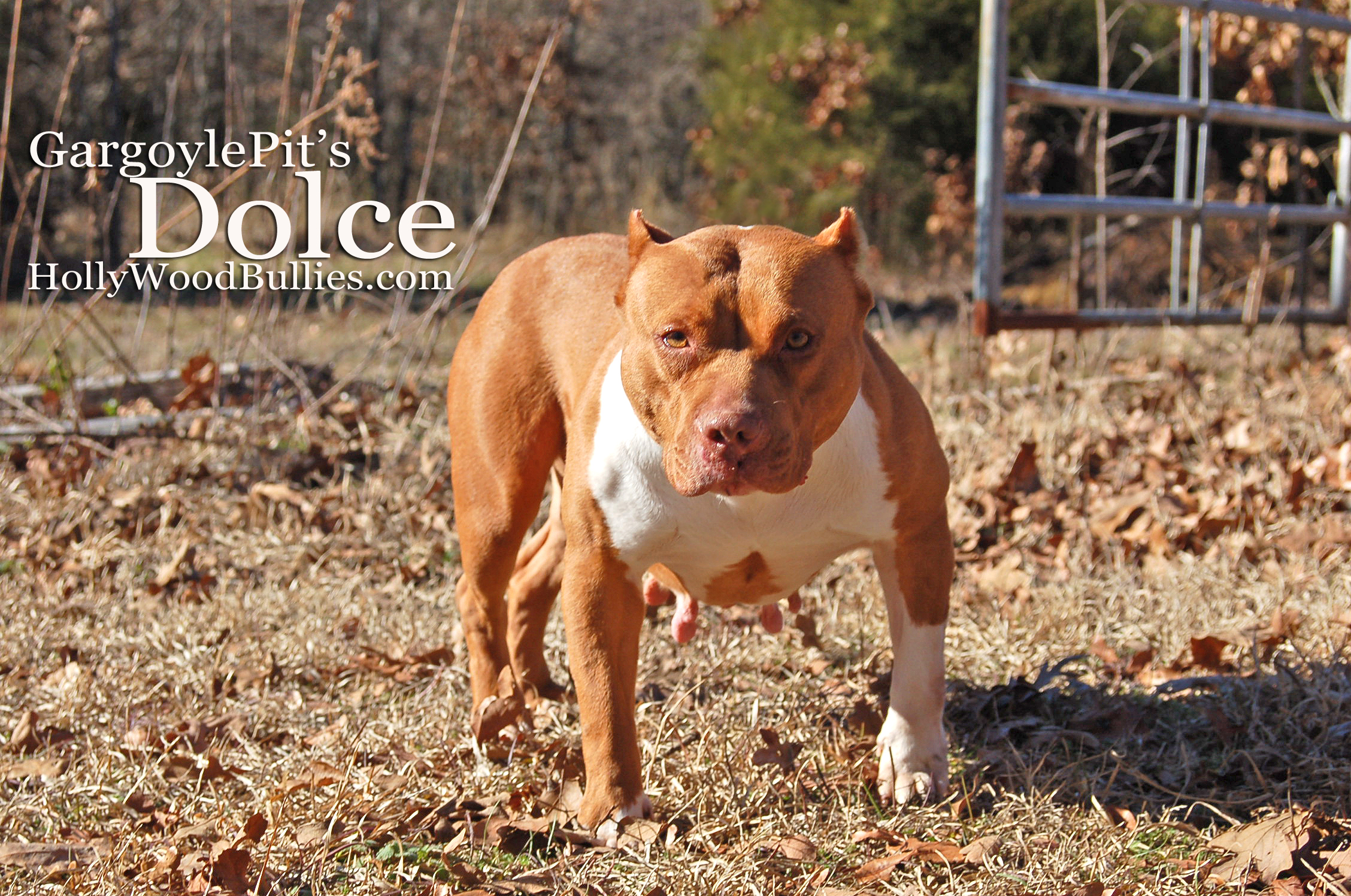 Dog Featured Image