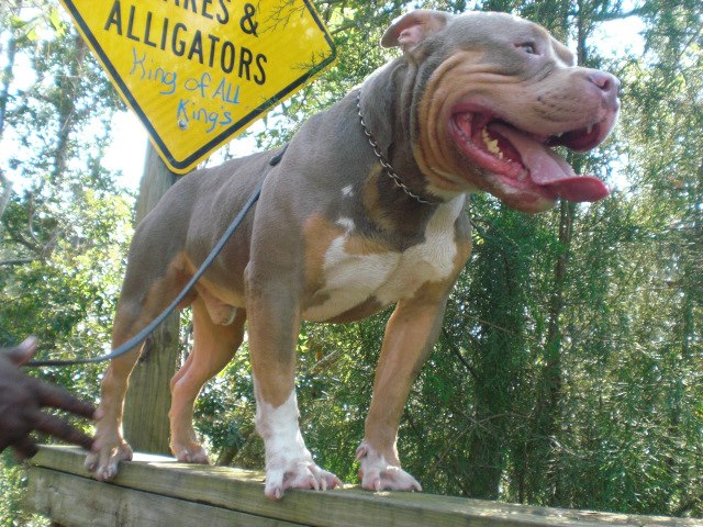 Dog Featured Image
