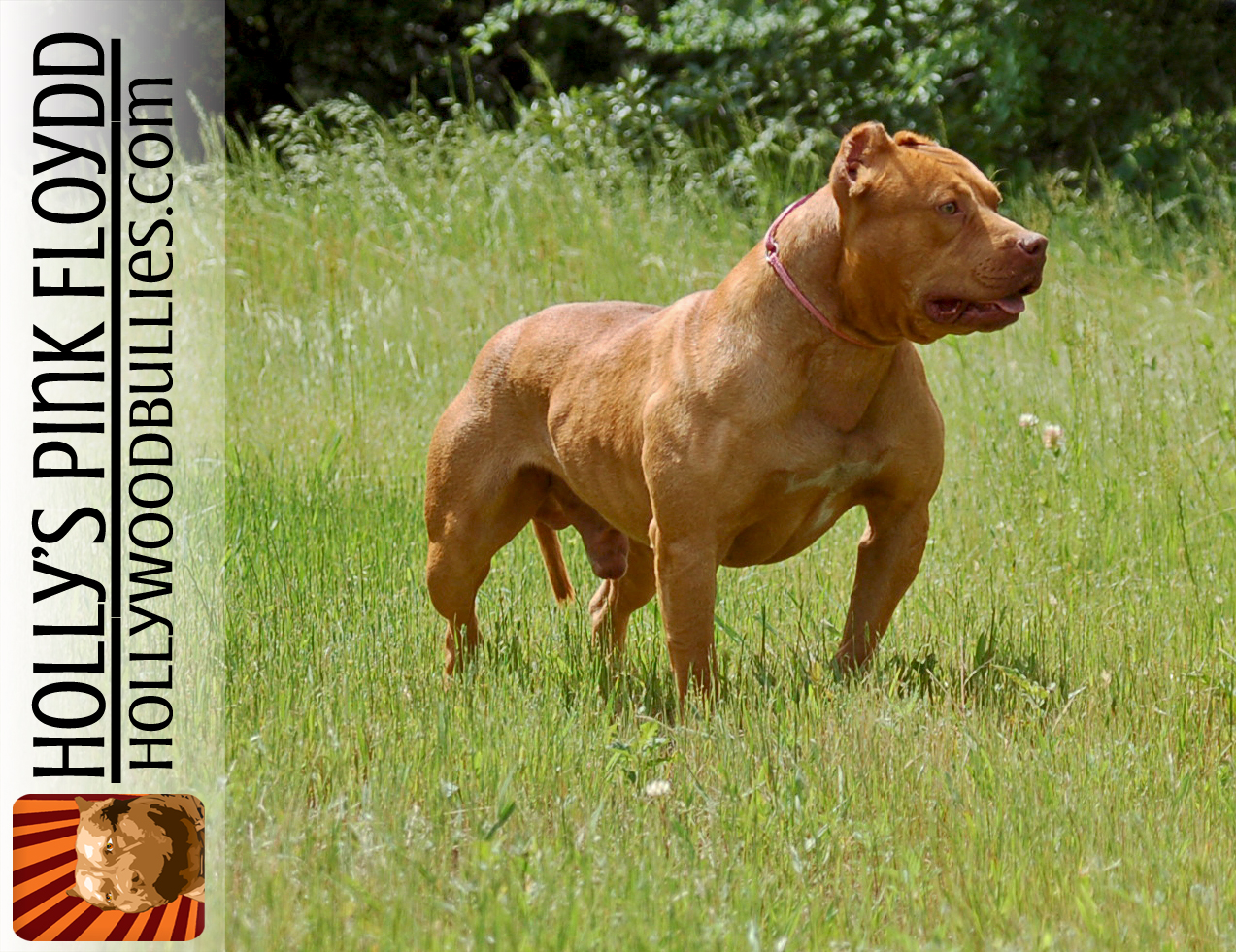 Dog Featured Image