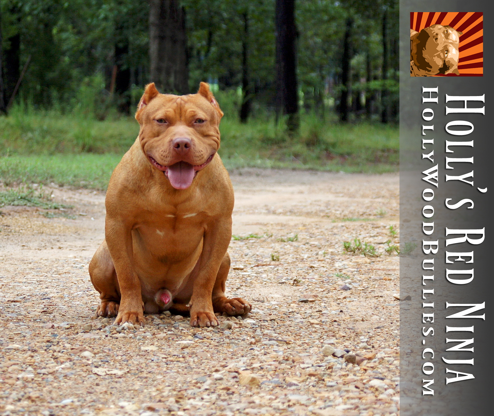 Dog Featured Image