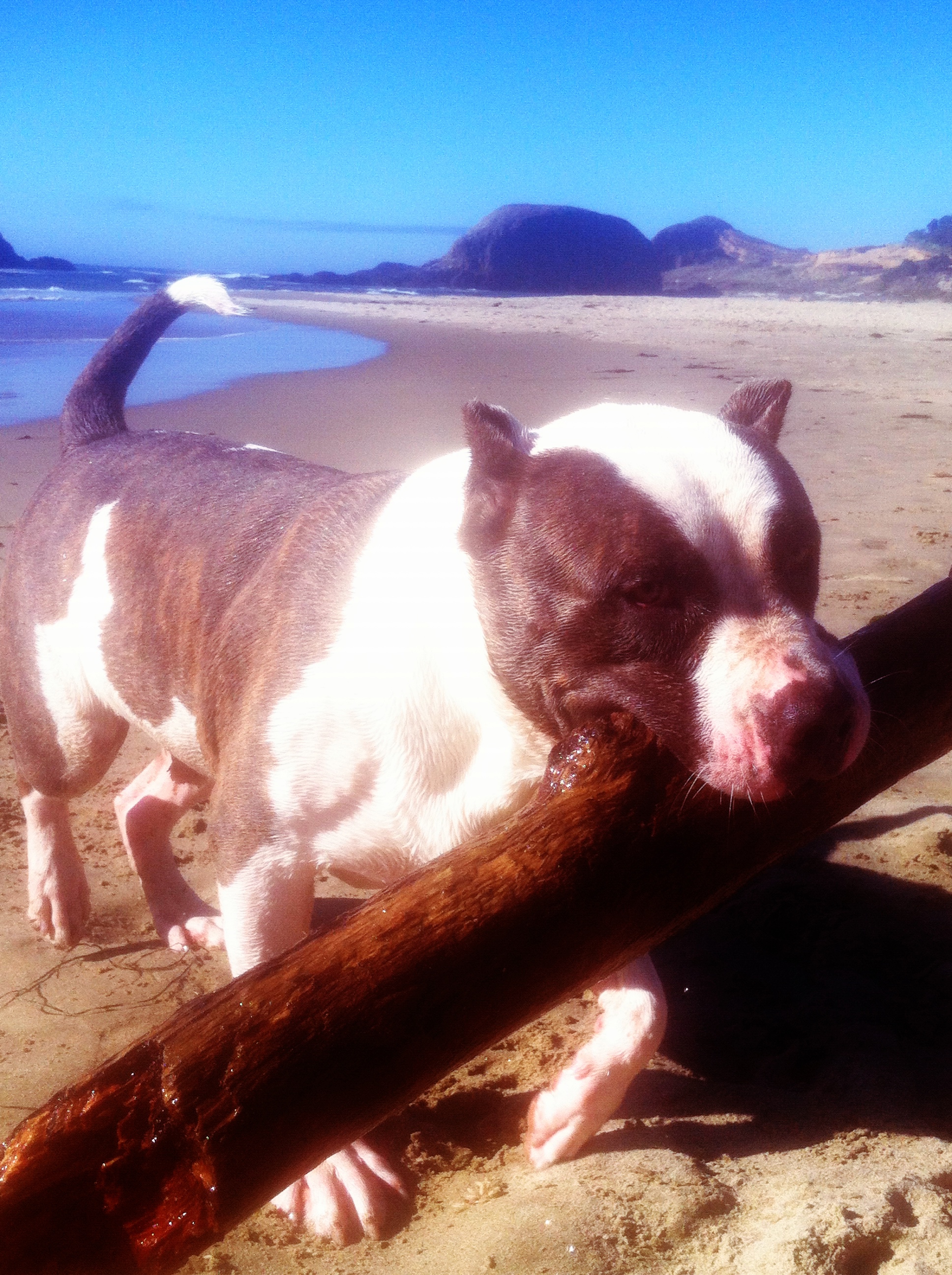 Dog Featured Image