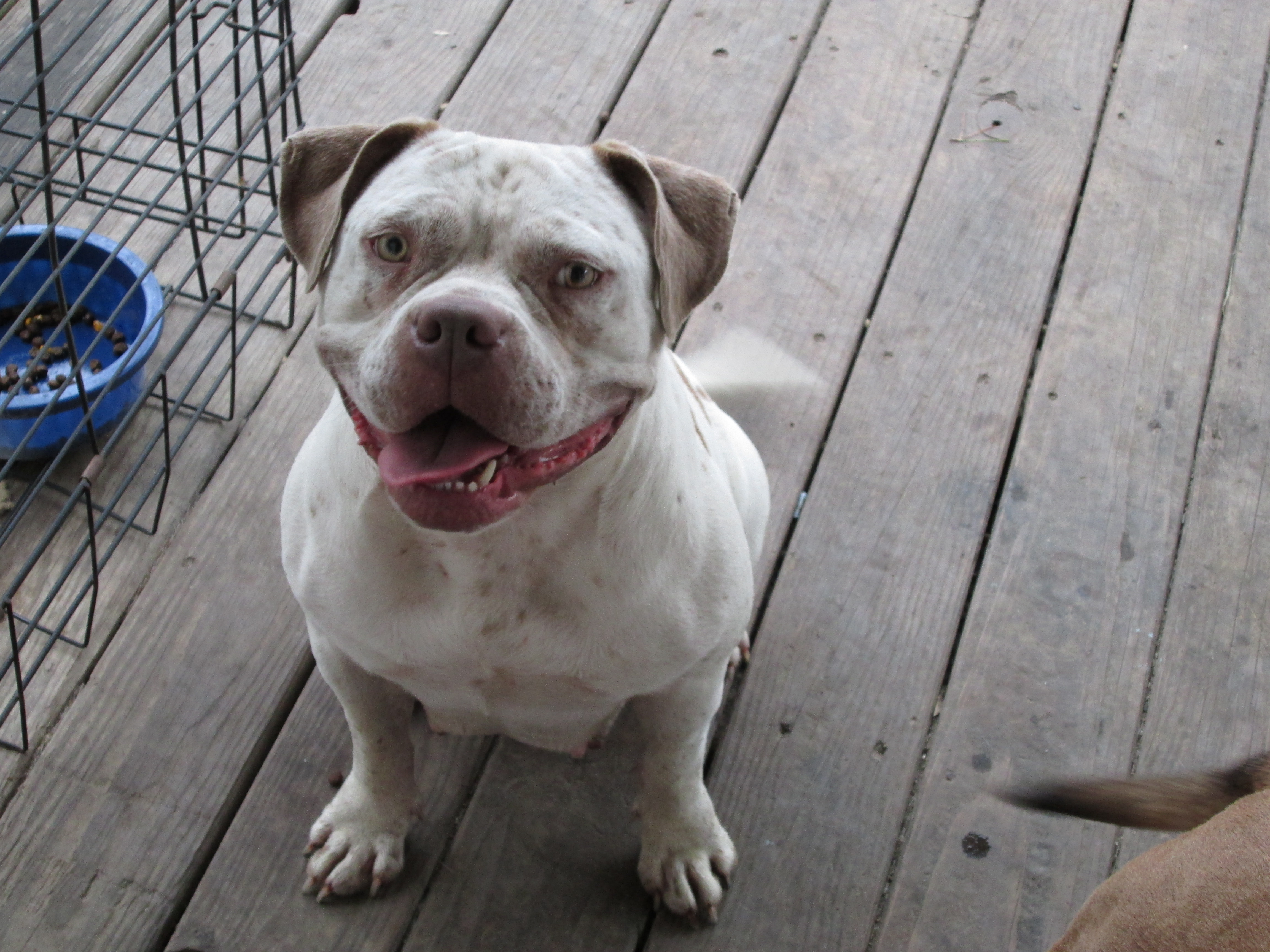 Dog Featured Image