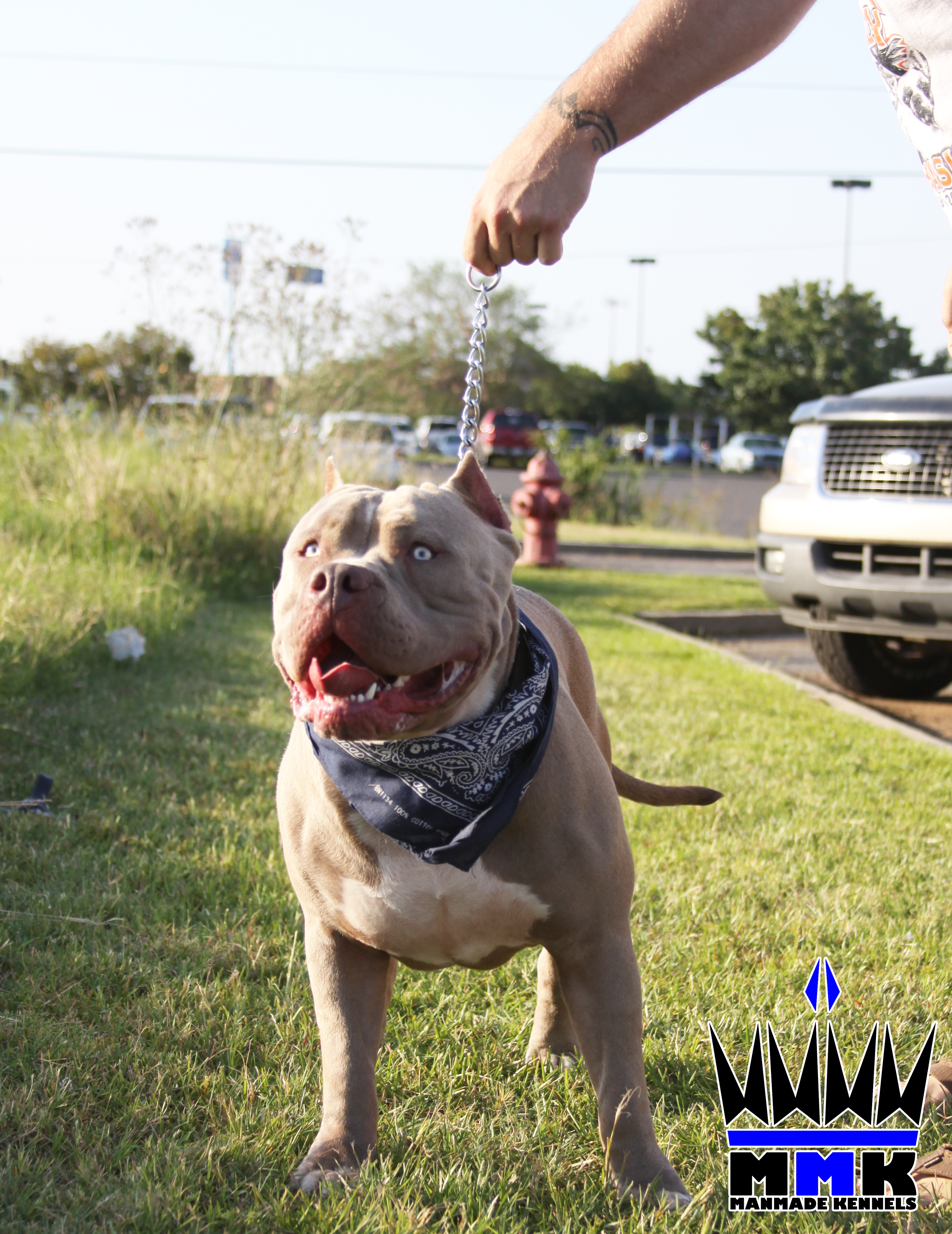 Dog Featured Image