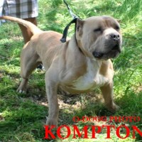 Dog Featured Image