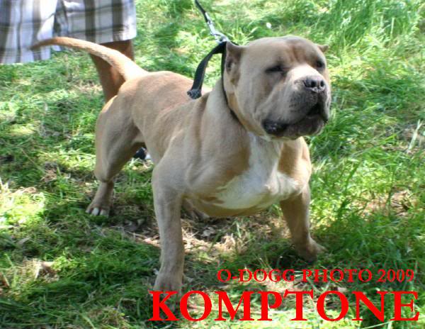 Dog Featured Image