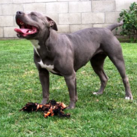 Dog Featured Image