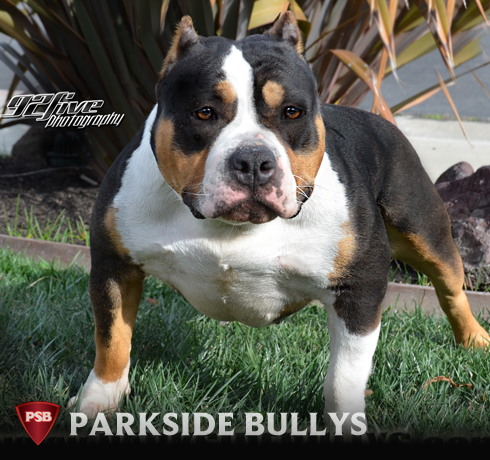 Dog Featured Image