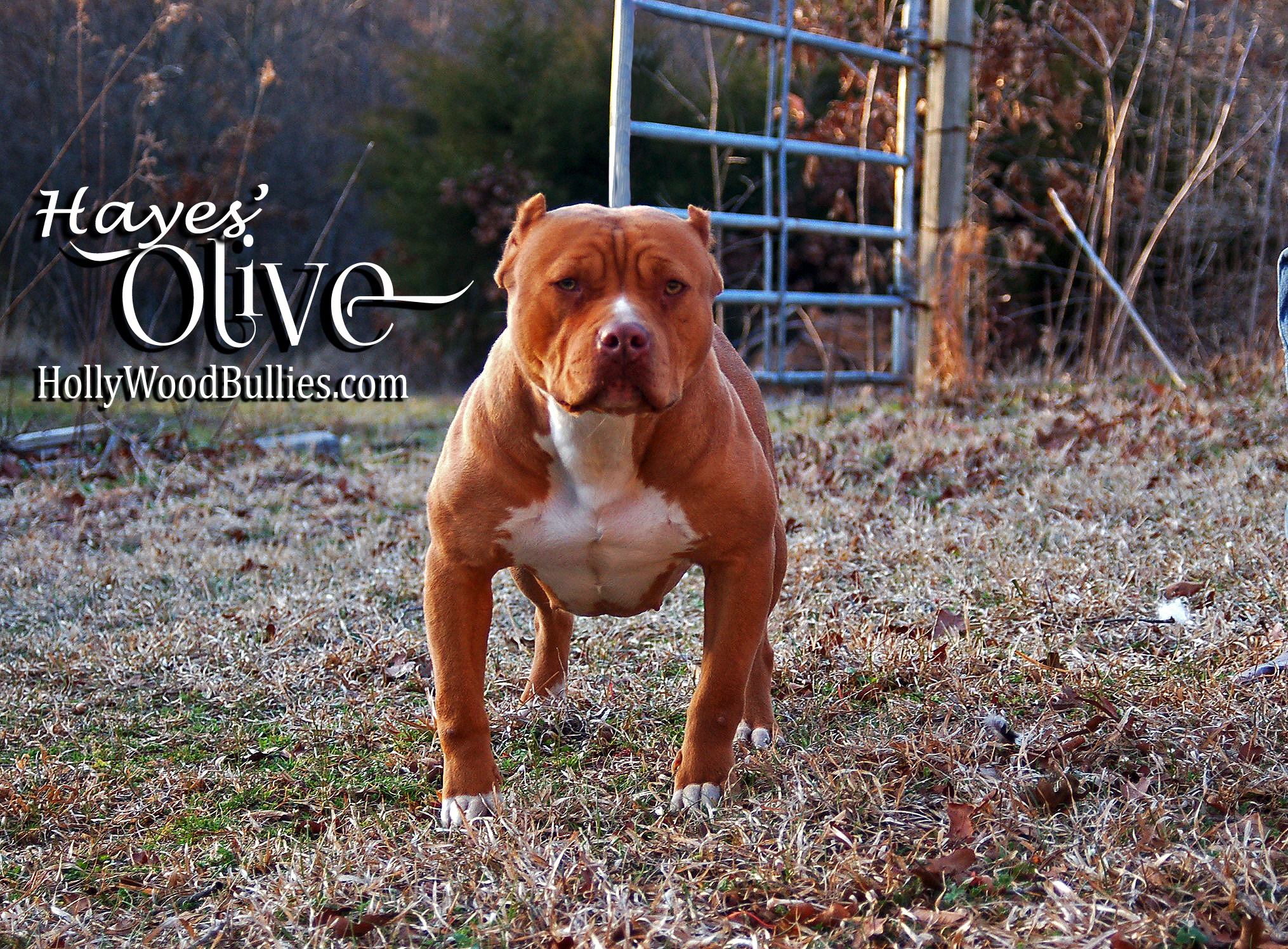 Dog Featured Image