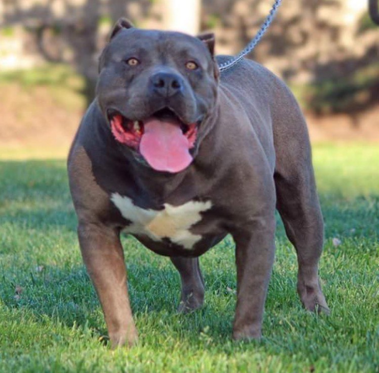 Dog Featured Image