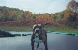 Dog Featured Image