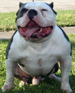 Dog Featured Image
