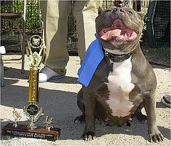 Dog Featured Image