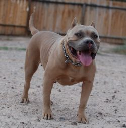 Dog Featured Image