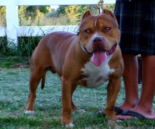 Dog Featured Image