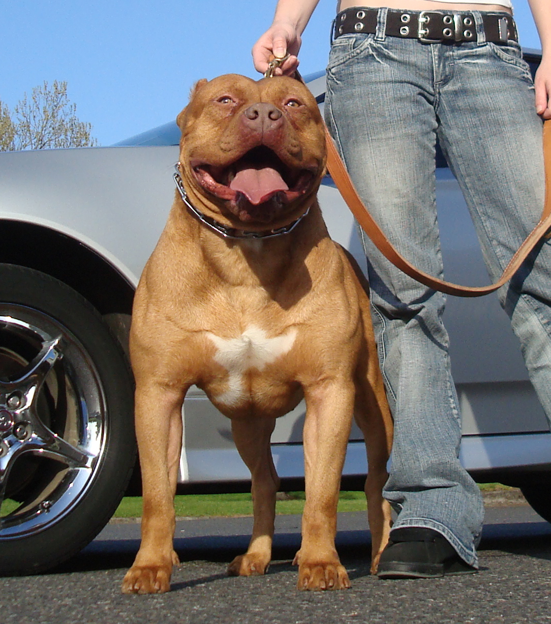 Dog Featured Image