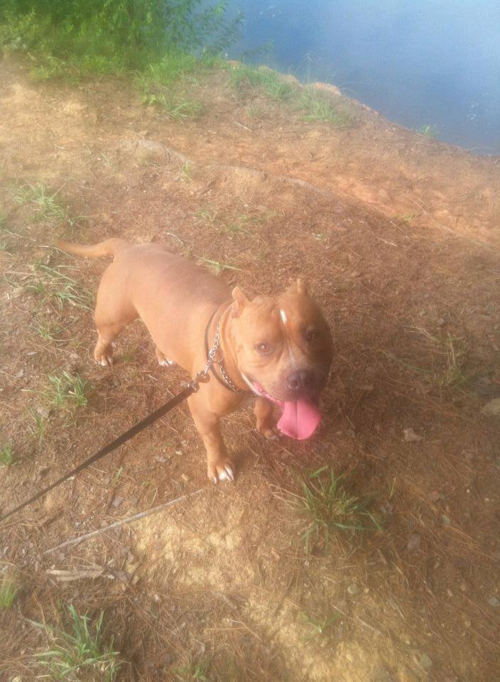 Dog Featured Image