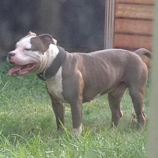 Dog Featured Image
