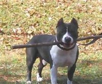 Dog Featured Image