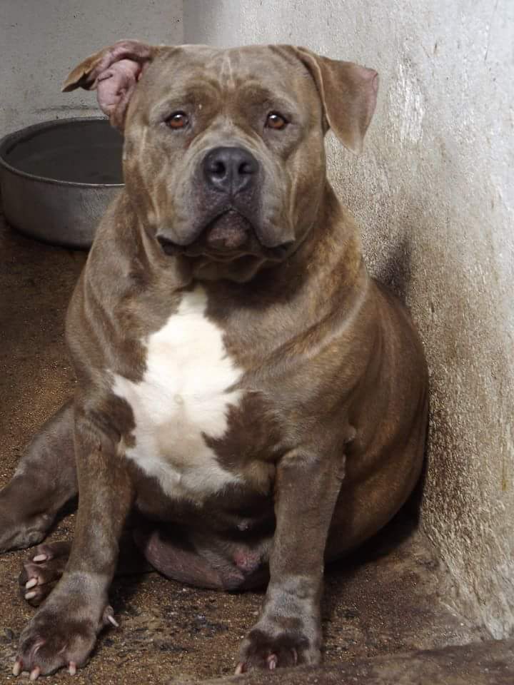 Dog Featured Image