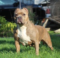 Dog Featured Image