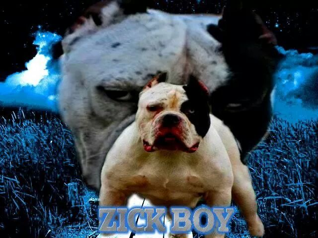 Dog Featured Image