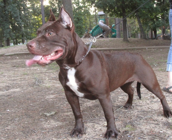 Dog Featured Image