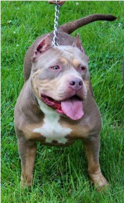 Dog Featured Image