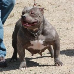 Dog Featured Image