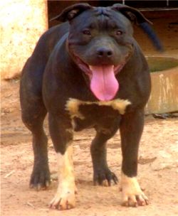 Dog Featured Image