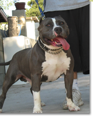 Dog Featured Image